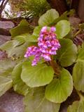 Bergenia crassifolia